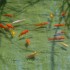 Peces en estanque Viveros Ferca Peces en estanque Viveros Ferca