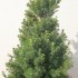 Picea Albertiana Cónica