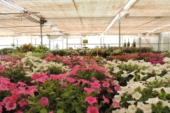 invernaderos-flores-viveros-ferca