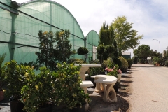 plantas-de-exterior-viveros-ferca