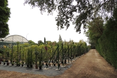 zonas-de-arboles-viveros-ferca