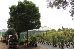 arboles-arbustos-viveros-ferca