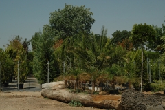 arboles-plantas-viveros-ferca