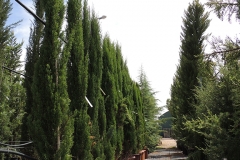 arboles-viveros-ferca