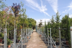 cultivos-propios-viveros-ferca