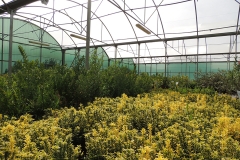 plantas-exterior-viveros-ferca