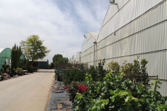 viveros-ferca-plantas-de-exterior